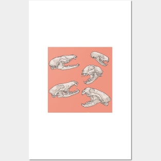 North American Predator Skulls Peach Posters and Art